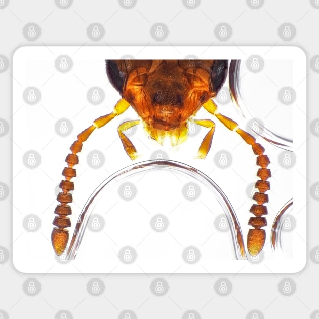 Rove beetle under the microscope Sticker by SDym Photography